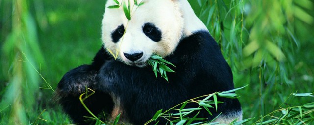熊猫喜欢吃什么竹子，原来熊猫喜欢吃哪些种类的竹子