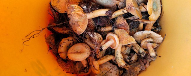 松树蘑菇怎样做着吃好吃你了解吗？