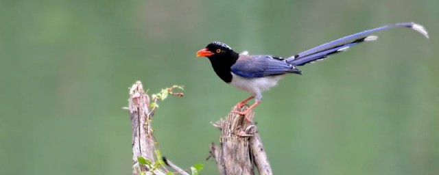 蓝桉树允许什么鸟栖息相关解释