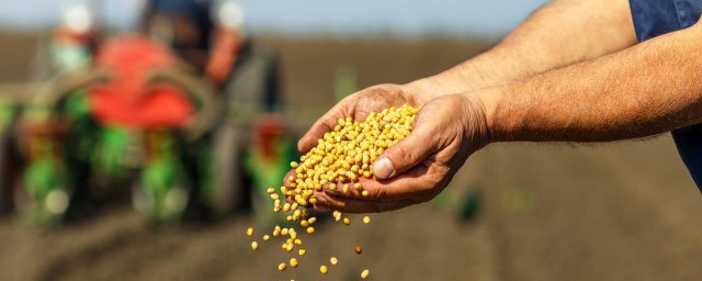 玉米可以套种什么农作物，原来玉米可以套种的农作物有哪种