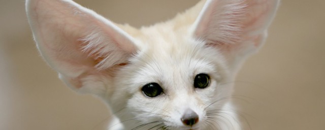 大耳狐的耳朵有什么作用，看完大耳狐的耳朵有什么作用