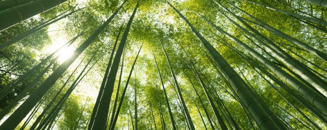 关于实心竹产地哪里你了解吗？