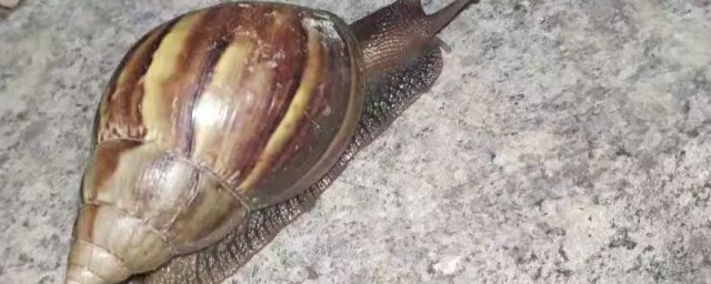 野生蜗牛有毒吗，看完野生蜗牛有毒吗