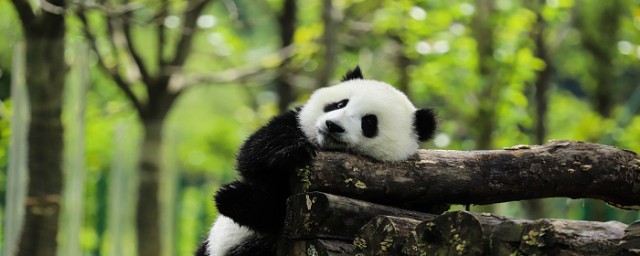 大熊猫有冬眠的习性么你了解吗？