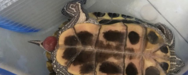 巴西龟一个月长多大会脱壳吗相关解释