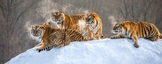 老虎是国家一级保护动物吗怎样，老虎是吗国家一级保护动物好吗