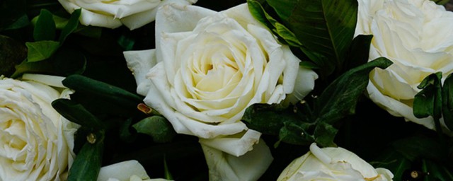 白玫瑰和向日葵的花语是啥，原来白玫瑰和向日葵含义着什么