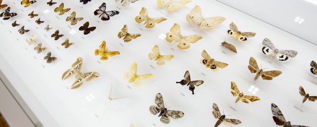 蝴蝶的特点和本领;对于蝴蝶的特点和本领是啥介绍