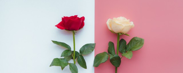 花店买的玫瑰一般能放几天，原来玫瑰一般能存放多久