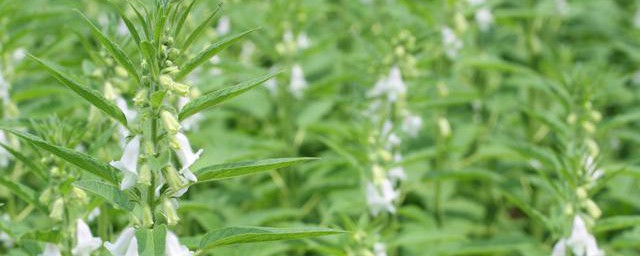 芝麻开花节节高怎样理解呢你了解吗？