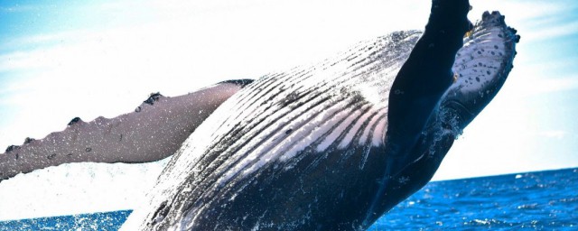 鲸鱼怎么清洗才干净怎样，鲸鱼身上藤壶怎么清理好吗