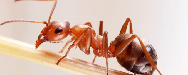 红蚂蚁如何消灭