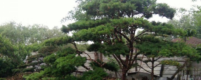 红豆杉树是不适合放在家里，看完红豆杉树是不适合放在家里