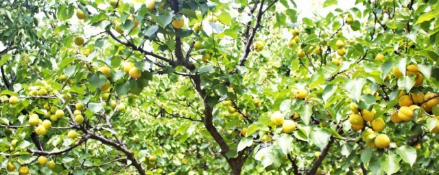 杏枝的功效与作用;对于杏枝的功效与作用及生长有哪种介绍