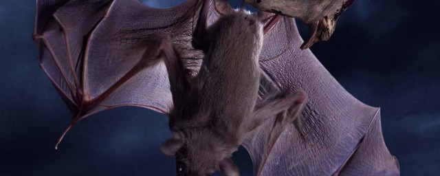 蝙蝠怎么繁殖后代;对于蝙蝠怎样繁殖后代介绍