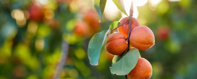 杏木的用途有哪种你了解吗？