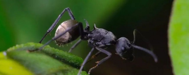 关于家里有红蚂蚁什么兆头你了解吗？