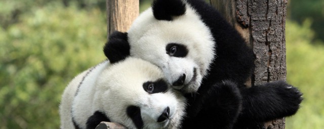 熊猫是啥科属种，原来熊猫是哪个科属种
