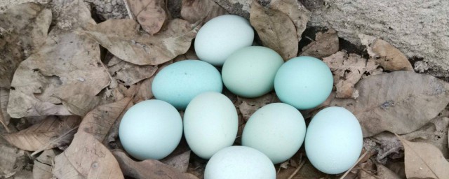 普通鸡也能下绿壳蛋吗，原来普通鸡能下绿壳蛋吗