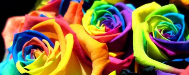 厄瓜多尔玫瑰是染色吗，原来厄瓜多尔玫瑰属不属于染色体