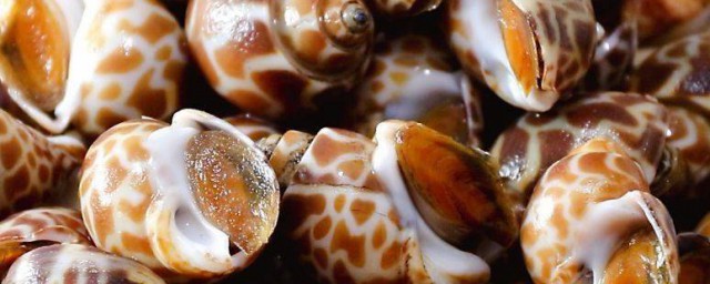 海螺如何就清洗干净了;对于海螺的清洗过程介绍