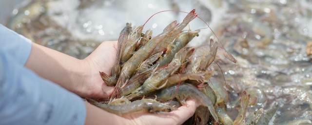 怎么煮海虾你了解吗？