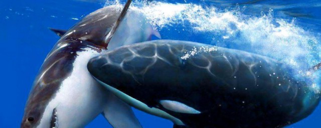 每种动物都有天敌蓝鲸的天敌是啥，看完每种动物都有天敌蓝鲸的天敌是啥
