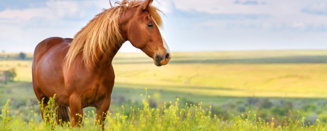 什么是马属动物，原来马属动物值的是啥