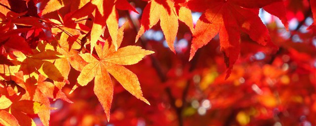 有哪种描写秋天植物的词语你了解吗？