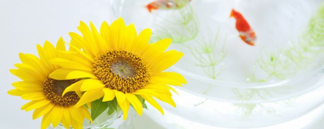 向阳花的含义和花语，原来关于向阳花的含义和花语介绍