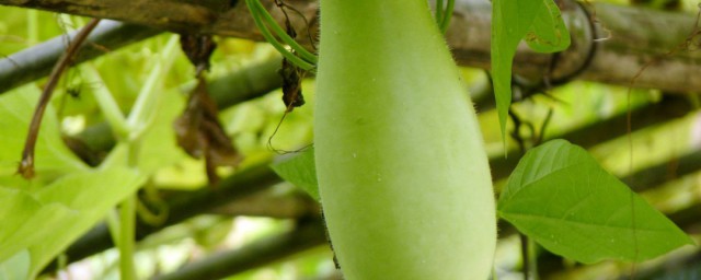 葫芦瓜种植技术和管理，看完葫芦瓜种植技术和管理