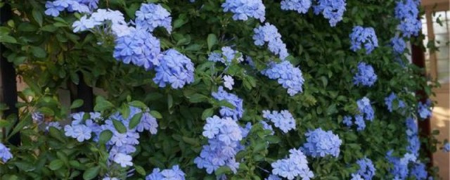 蓝雪花是多年生植物吗怎样，蓝雪花是吗多年生植物好吗