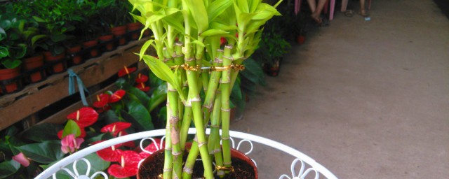 土培富贵竹盆栽怎么养;对于土培富贵竹盆栽怎样养介绍