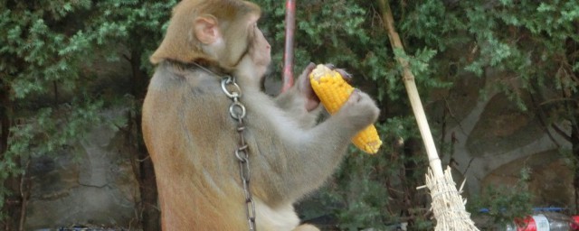 猕猴喜欢吃什么，看完猕猴喜欢吃什么