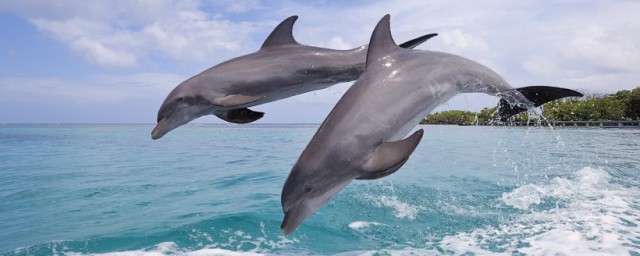 海豚有什么优点和特点，原来海豚的优点特点介绍