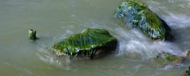 绿藻对水质的影响;对于绿藻对水质有哪种影响介绍