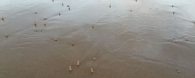 沙滩上像吸管的是啥怎样，沙滩上看到的从地底下伸出来的吸管是啥东西好吗