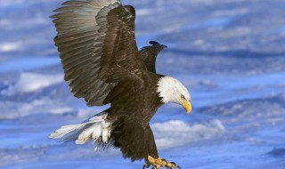 半岛体育- 半岛体育官方网站- APP下载重庆要闻-七一网