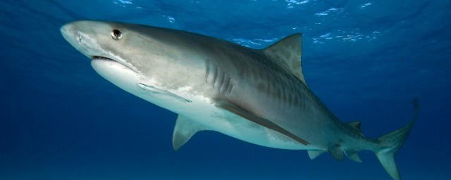 鲨鱼有多少颗牙齿