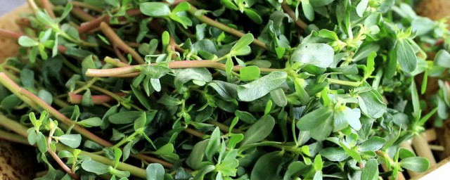 马齿苋和芹菜能吃同吃吗（马齿苋和芹菜能一起吃吗）