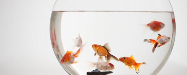 风水养鱼养几条好（风水养鱼养几条最好最招财）