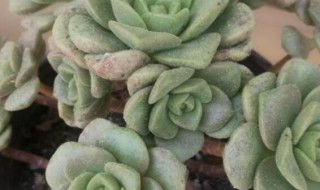 紫晃星trichodiadema Densum 花卉图片网