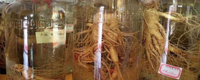 干人参怎样泡酒