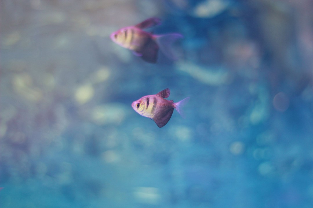 梦境解析,梦到两条大鱼吃小鱼 梦境解析,梦到两条大鱼吃小鱼