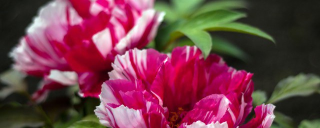 什么时候种月季花 什么时候种月季花合适,第2张 什么时候种月季花 什么时候种月季花合适,第2张