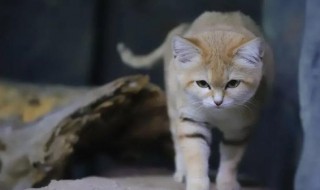 沙丘猫为什么不适合养 沙丘猫不适合养的原因