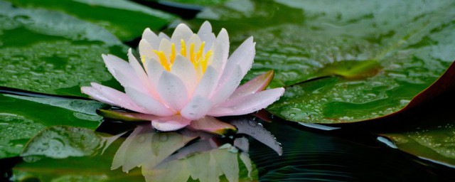 怎么养莲花 莲花如何养护,第2张 怎么养莲花 莲花如何养护,第2张