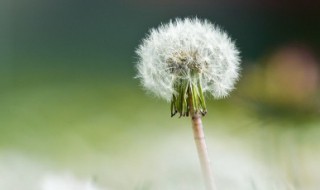 蒲公英可以直接泡水喝吗 蒲公英能不能泡水喝