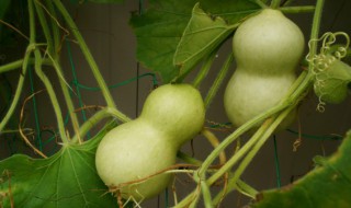 玄关对面挂葫芦好不好 玄关对面能够挂葫芦么