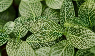 网纹草可以放卧室吗 卧室可以养网纹草吗